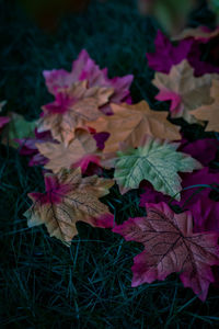Close-up of wilted plant during autumn