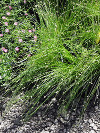 Close-up of plants growing on field