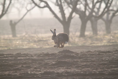 Deer in winter