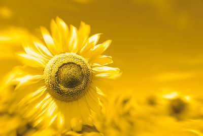 Defocused sunflower on yellow background