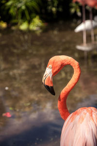 Caribbean flamingo phoenicopterus ruber in a tropical garden in southwestern florida.