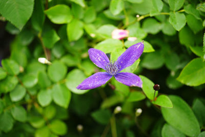 Close-up of wet purple flowering plant leaves