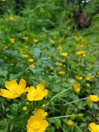 Close-up of yellow flower blooming in field