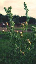 Close-up of plant growing on field