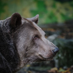 Brown bear side portrait from the side outdoor