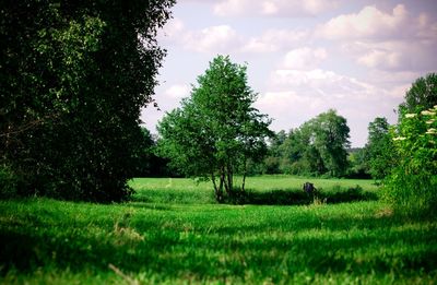 Trees on field against sky