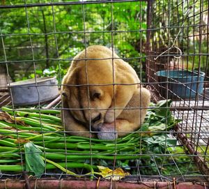 View of a kinkajou in cage