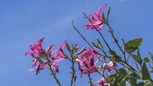 Low angle view of pink flowering plant against clear blue sky