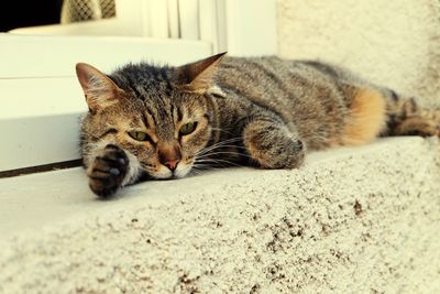 Portrait of cat resting at window sill