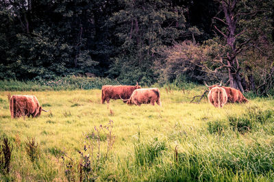 Horses in a field