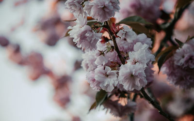 Close-up of cherry blossoms in spring