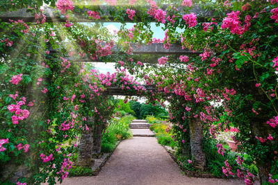 Pink flowering plants in park