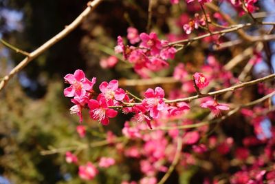 Close up of pink flowers blooming on tree