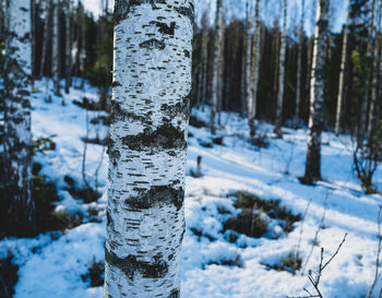 Close-up of trees in forest