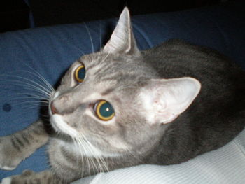 Close-up of cat lying on sofa