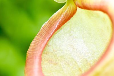 Macro shot of green leaf