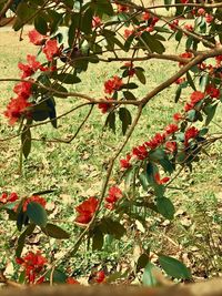 Close-up of red berries on tree