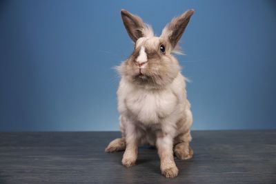 Domestic rabbit on a blue background