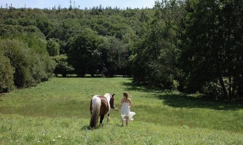 Horses on grassy field