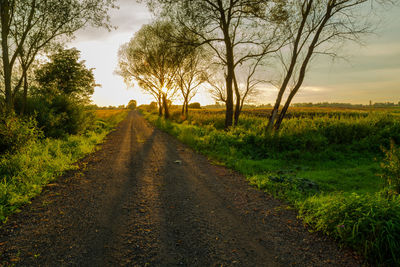 Gravel road through meadow, trees and sunset