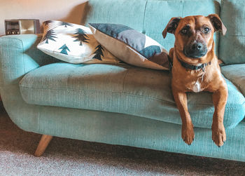 Portrait of dog resting on sofa at home