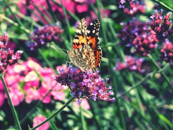 Close-up of butterfly pollinating on purple flower