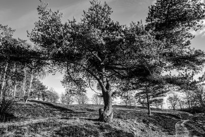 Trees on field against sky