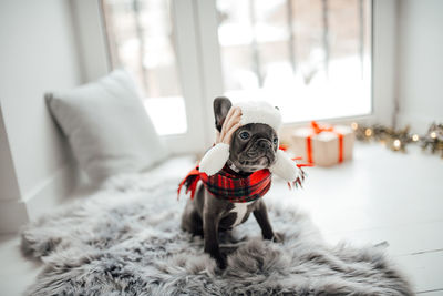 Close-up of dog sitting on bed at home