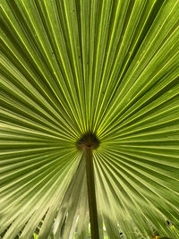 Full frame shot of palm tree