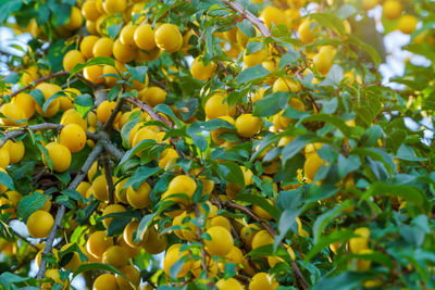 Close-up of fruits growing on tree