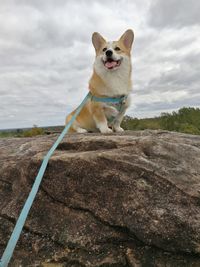 Dog looking away