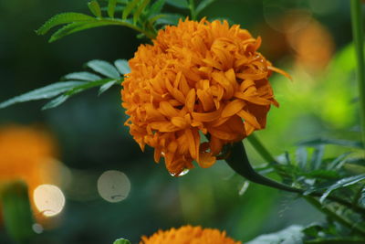 Close-up of orange marigold flower