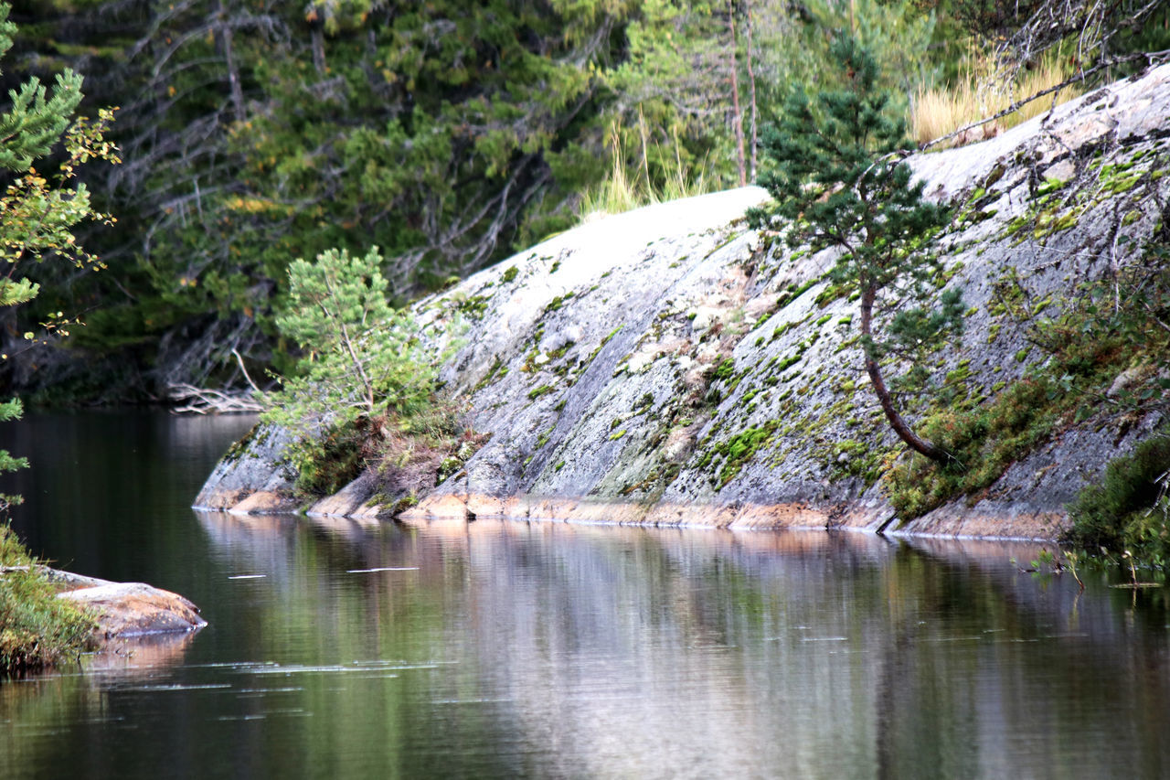 SCENIC VIEW OF RIVER FLOWING THROUGH FOREST