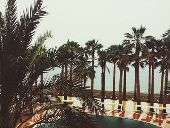 Palm trees against sky