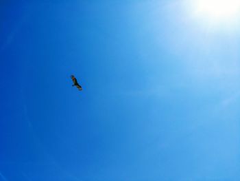 Low angle view of bird flying in sky