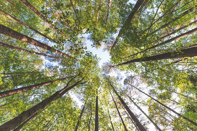 Low angle view of bamboo trees in forest