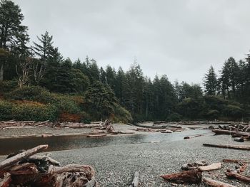 Scenic view of forest against sky