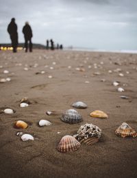 Close-up of seashells on beach