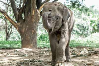 Elephant standing on a land