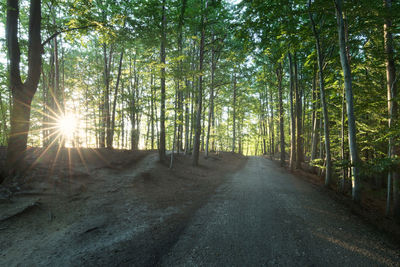 Sunlight streaming through trees in forest