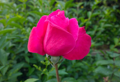 Close-up of wet pink flower blooming outdoors