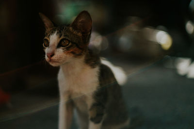 Close-up of cat looking away