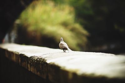 Bird perching on retaining wall