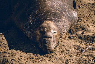 Close-up of lion in the sea
