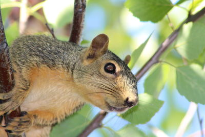 Close-up of squirrel