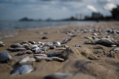 Surface level of pebble beach