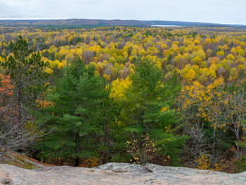 Scenic view of trees growing in forest against sky