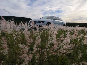 Scenic view of flowering plants on land against sky