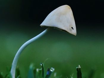 Close-up of wild mushroom growing on field