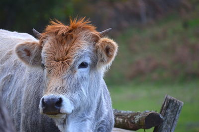 Close-up portrait of cow